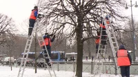 Деревья в Петербурге будут защищать от ремонтных работ двухметровыми щитами