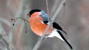 Как наблюдать за птицами, чтобы им не навредить: орнитологические экскурсии в Ржевском лесопарке