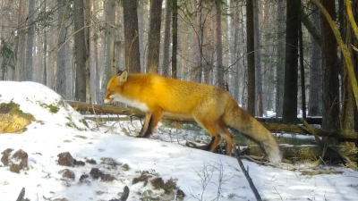 Видео: как живут зайцы и лисицы Ленинградской области