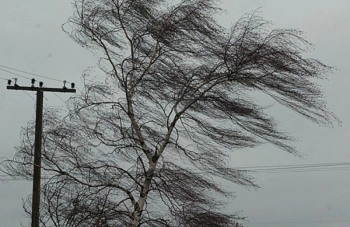 Жителей Ленинградской области предупредили о сильном ветре в четверг