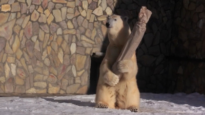 В День белого медведя Хаарчаана из Ленинградского зоопарка получила новые игрушки