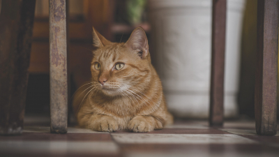 Суд ограничил кошку в свободе передвижения в Омске