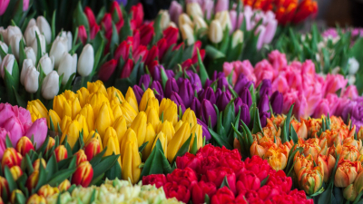С 1 по 10 марта на Думской башне зацветут тюльпаны