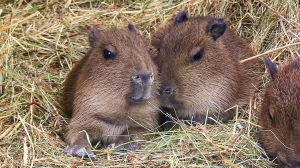 Самые очаровательные крысята: Ленинградский зоопарк предлагает выбрать имена маленьким капибарам