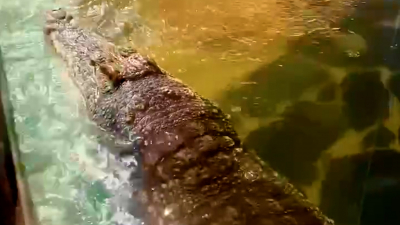 Ленинградский зоопарк показал страшно милого крокодила Тотошу
