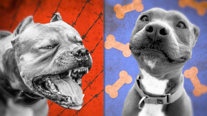 Кто опаснее: собаки или люди?