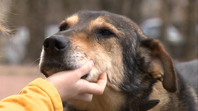 ЗакС предложит Госдуме штрафовать выгуливающих собак потенциально опасных пород без намордника