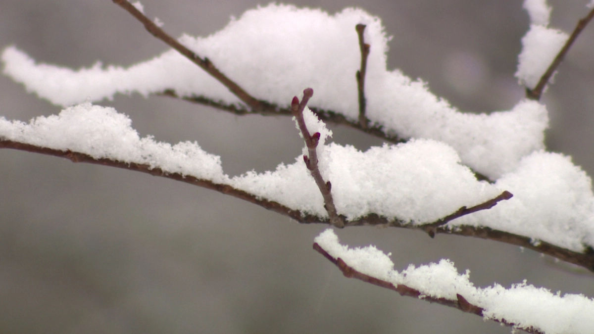 МЧС: Ленобласть в ближайшие сутки ждет снег и минусовая температура - tvspb.ru