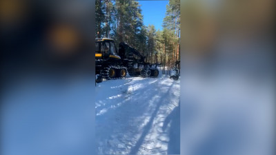 Лесничего и двух бизнесменов подозревают в незаконной вырубке леса на 100 млн рублей в Ленобласти