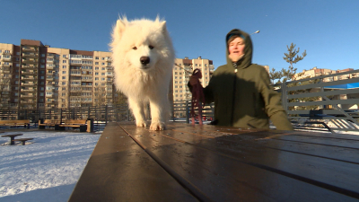 В Петербурге в этом году построят три новые площадки для выгула собак