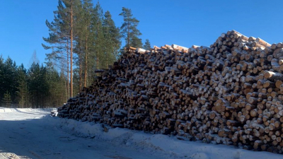 В Приозерском районе поймали «черных лесорубов», которые вырубили 1 100 кубометров елей