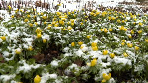 Весенники зимние: жёлтые первоцветы распустились в Ботаническом саду