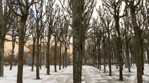Весенняя стрижка: деревья в Павловском парке приводят в порядок к сезону