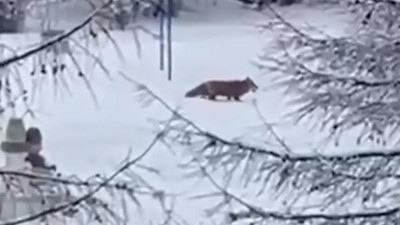 На Замшиной улице заметили женщину с лисой на поводке