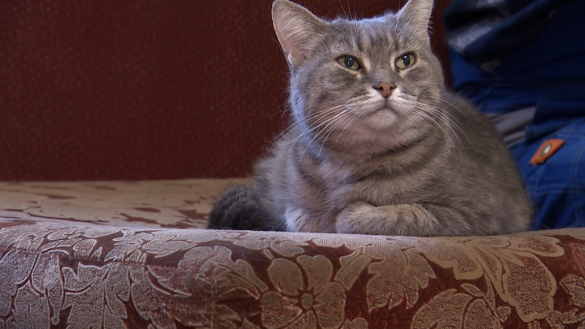 Кошки не точат когти: почему пушистые царапают мебель на самом деле - tvspb.ru