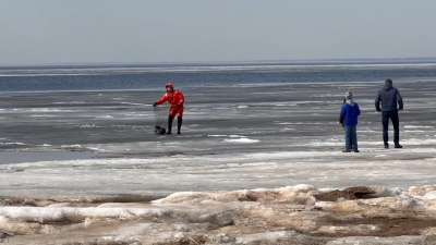 «Пасхального тюленя» спасли со льдины на пляже Ласковый в Солнечном