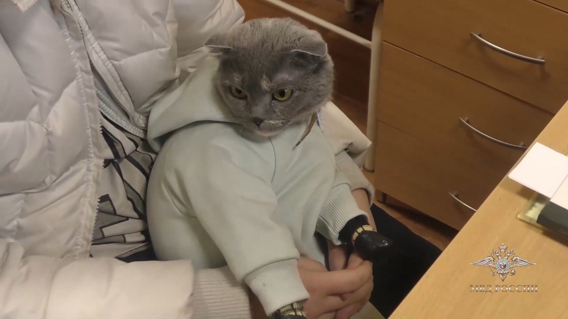 кота арестовывают