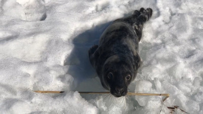 В Репино выхаживают тюленёнка, которого на дамбе нашли неравнодушные жители