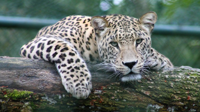 В Индии леопарды напали на трех человек