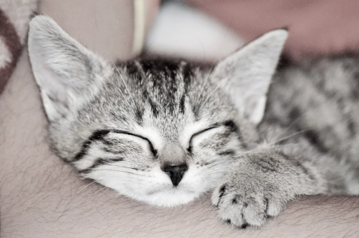 Магическое мурчание: четыре причины спать в обнимку с кошкой - tvspb.ru