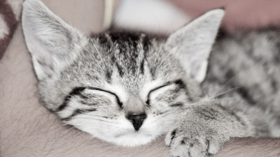Магическое мурчание: четыре причины спать в обнимку с кошкой