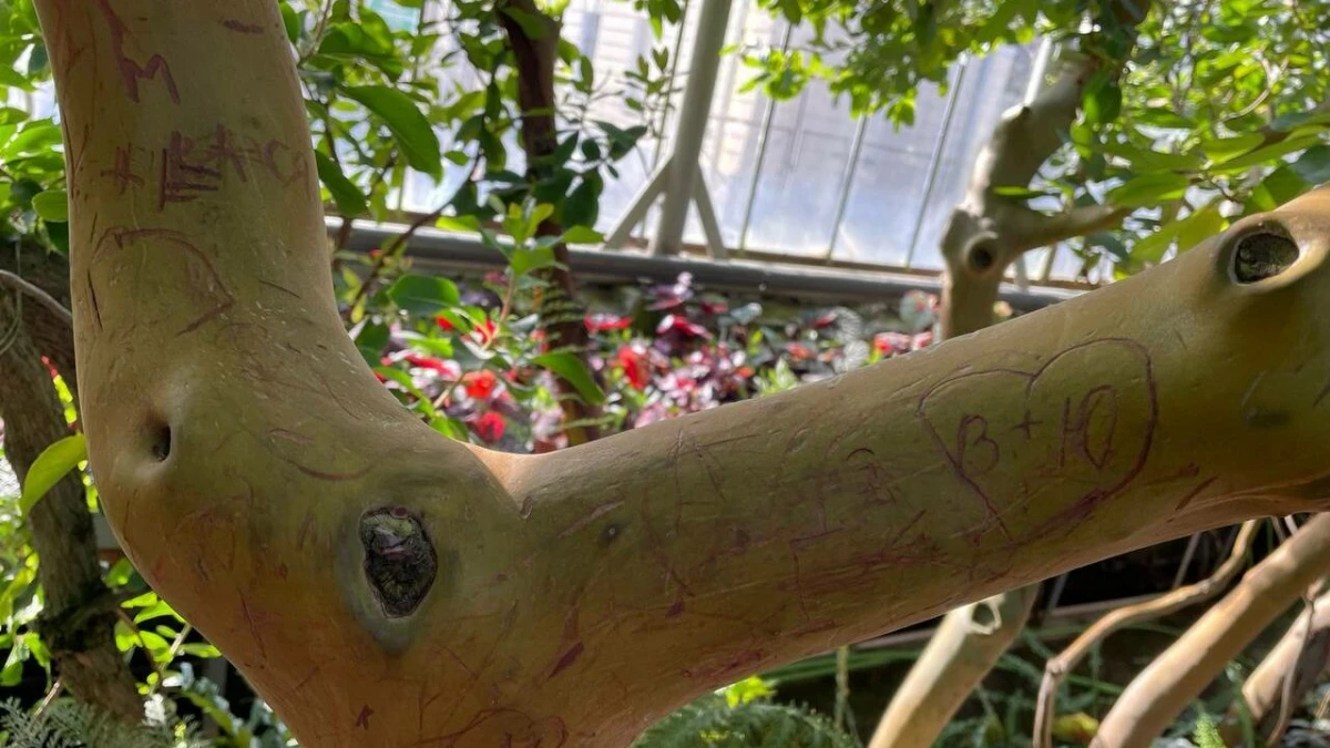 Ботанический сад пострадал от влюблённых вандалов и вора - tvspb.ru