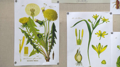 Выставка «К 200-летию указа об учреждении Императорского ботанического сада» открылась в Петербурге