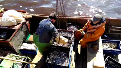 Сезон корюшки открыт: из Ладоги выловили первые 50 тонн ароматной рыбы