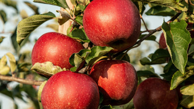 На Невском и Малой Садовой посадили первые яблони в кадках