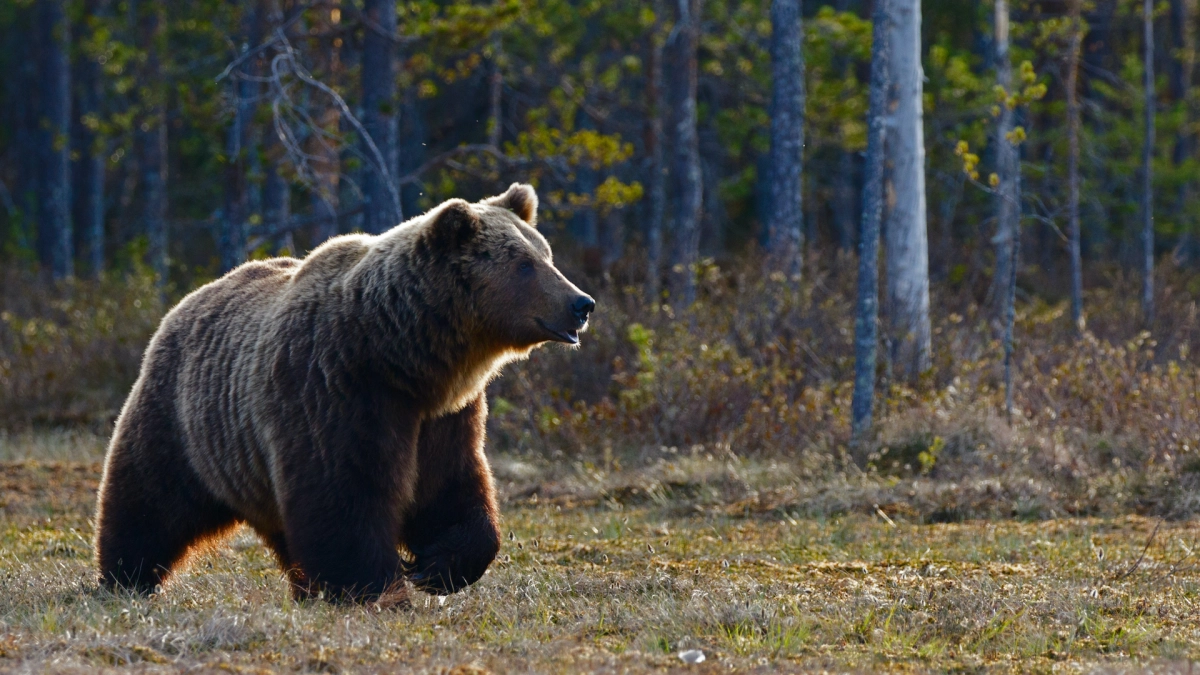 Японец отбился от медведя при помощи приемов карате - tvspb.ru