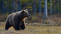 Медведь загрыз россиянина во время прогулки