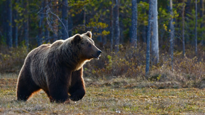 Японец отбился от медведя при помощи приемов карате