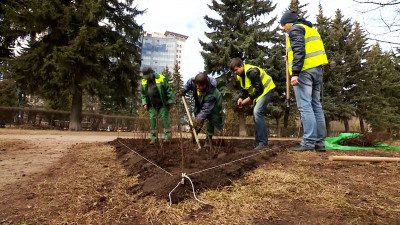 В Петербурге стартовала акция по озеленению мегаполиса