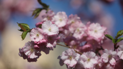 Петербуржцам рассказали, где можно полюбоваться цветущей сакурой