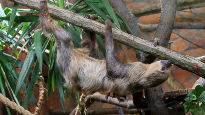 В Ленинградском зоопарке показали, как ленивец проводит воскресенье