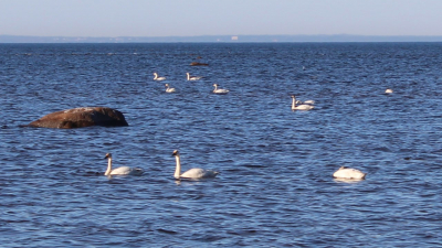 Огромная стая лебедей обосновалась на южном берегу Финского залива