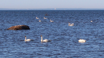 Огромная стая лебедей обосновалась на южном берегу Финского залива