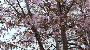 Розовая красота: в Ботаническом саду зацвели самые ранние сорта сакуры