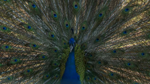 Самое время становиться счастливым и богатым: у павлинов Ленинградского зоопарка начался период брачных танцев