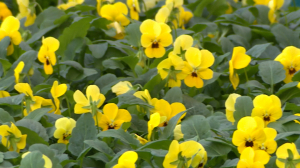 Весна в оранжереях Царского села