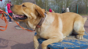 Каждый может стать кинологом: как работает площадка для собак и их хозяев в Красногвардейском районе