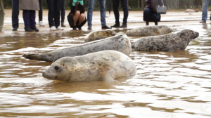 Спасти пасхального тюленя: что делать, если вы обнаружили на берегу ластоногого в опасности