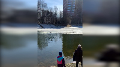 В парке «Серебка» петербуржец спас тонущую собаку