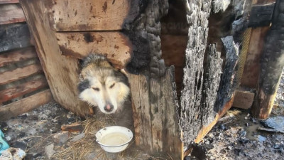 В Ленобласти пожарные спасли пса, который сидел на цепи рядом с горящим сараем