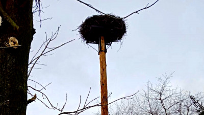 В Ленобласти дорожники спасли гнездо аиста