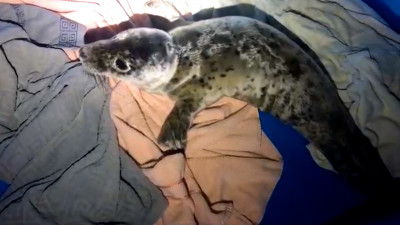 Человеческое любопытство чуть не погубило детеныша серого тюленя