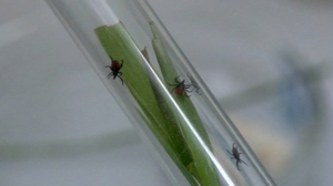 Правило шести резинок или прививка? Клещи проснулись и готовы атаковать