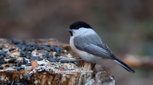 Лесные новости: любители ягод – свиристели и все виды петербургских синичек