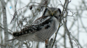 Куропатки-конькобежцы из Купчино, ястребиная сова с хорошим зрением и редкий орлан-белохвост: свежие лесные новости от Павла Глазкова