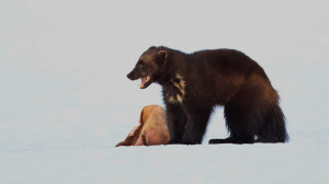 Зимовье лебедей, бесстрашная росомаха и лосиная столовая — свежие лесные новости от Павла Глазкова